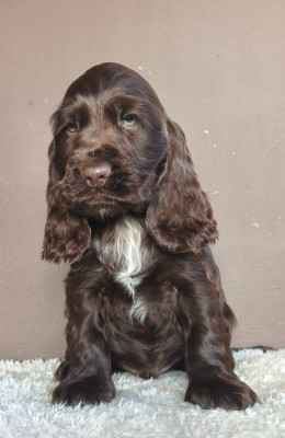 Ayrton du Royaume de Lecki