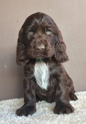 Ashtag du Royaume de Lecki