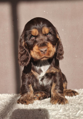 Arlow du Royaume de Lecki