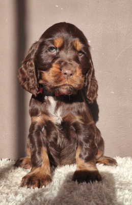 Abbie Antoinette du Royaume de Lecki