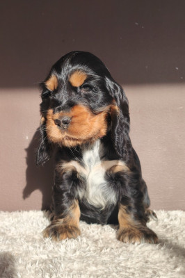 Abbygaelle du Royaume de Lecki