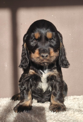 Alvin du Royaume de Lecki