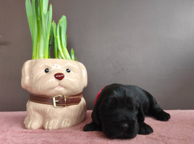 B ... du Royaume de Lecki