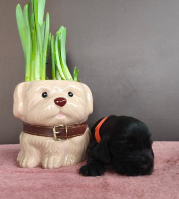 B ... du Royaume de Lecki