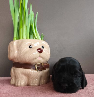 Bandit du Royaume de Lecki