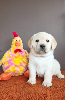 Bloom du Royaume de Lecki