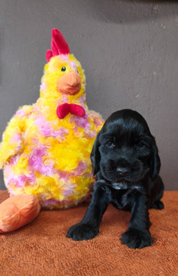 Bulle du Royaume de Lecki