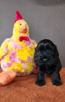 Bohème du Royaume de Lecki