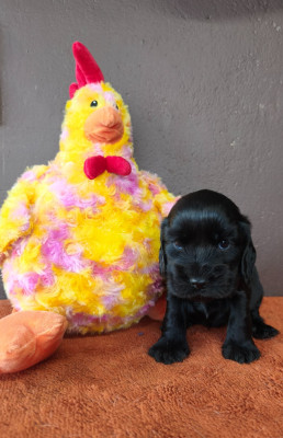 Baïa du Royaume de Lecki