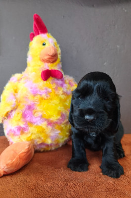 Bandit du Royaume de Lecki