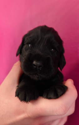 B... du Royaume de Lecki