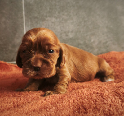 CHIOT 1