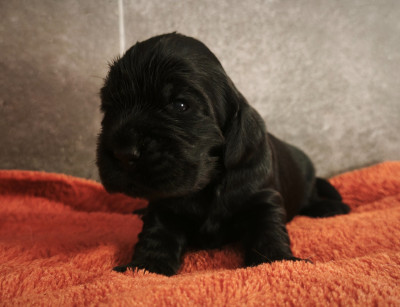 CHIOT 2