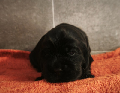 CHIOT 3