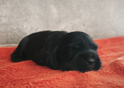 CHIOT 2