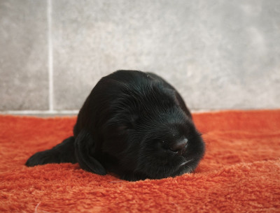 CHIOT 3