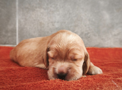 CHIOT 5