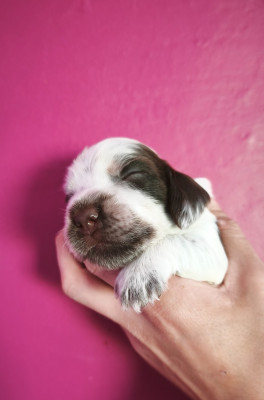 CHIOT 4