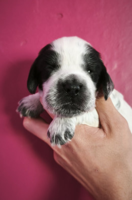 CHIOT 6