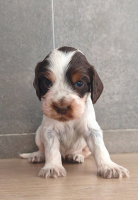 Chiot N°5