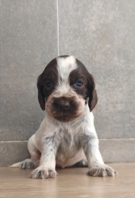 Chiot N°6