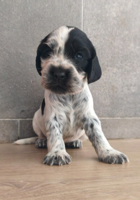 Chiot N°7