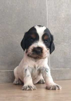 Chiot N°8