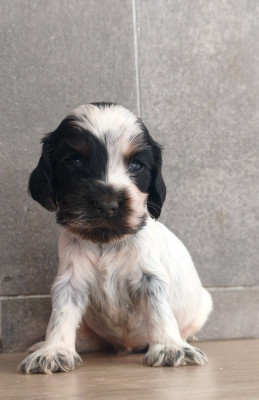 Chiot N°1