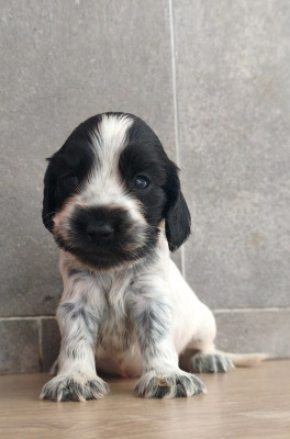 Chiot N°2