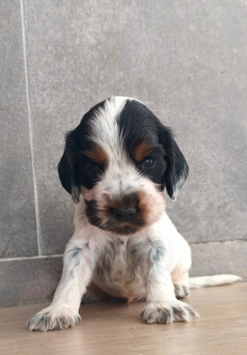 Chiot N°3