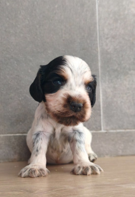 Chiot N°4