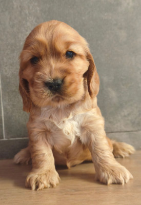 Chiot N°1