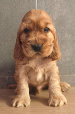 Chiot N°4