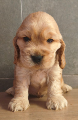Chiot N°3