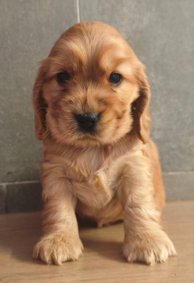 Chiot N°5