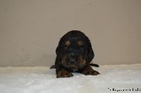 CHIOT