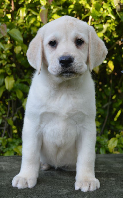 Vichy Aka Cookie du Royaume de Lecki 