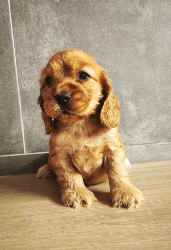 Du Royaume De Lecki - Chiots disponibles - Cocker Spaniel Anglais
