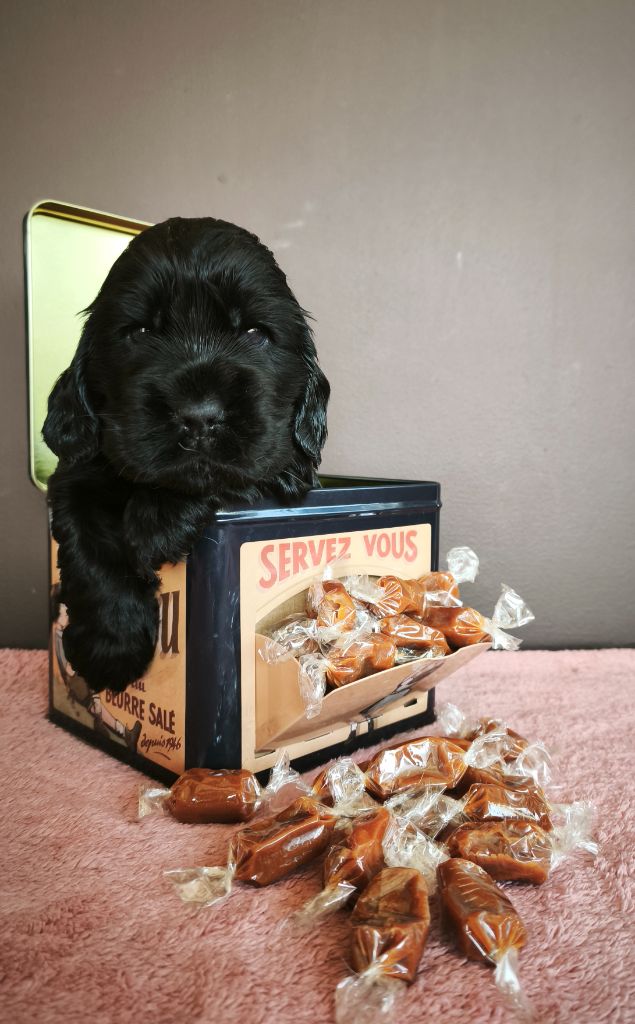 Du Royaume De Lecki - Chiots disponibles - Cocker Spaniel Anglais