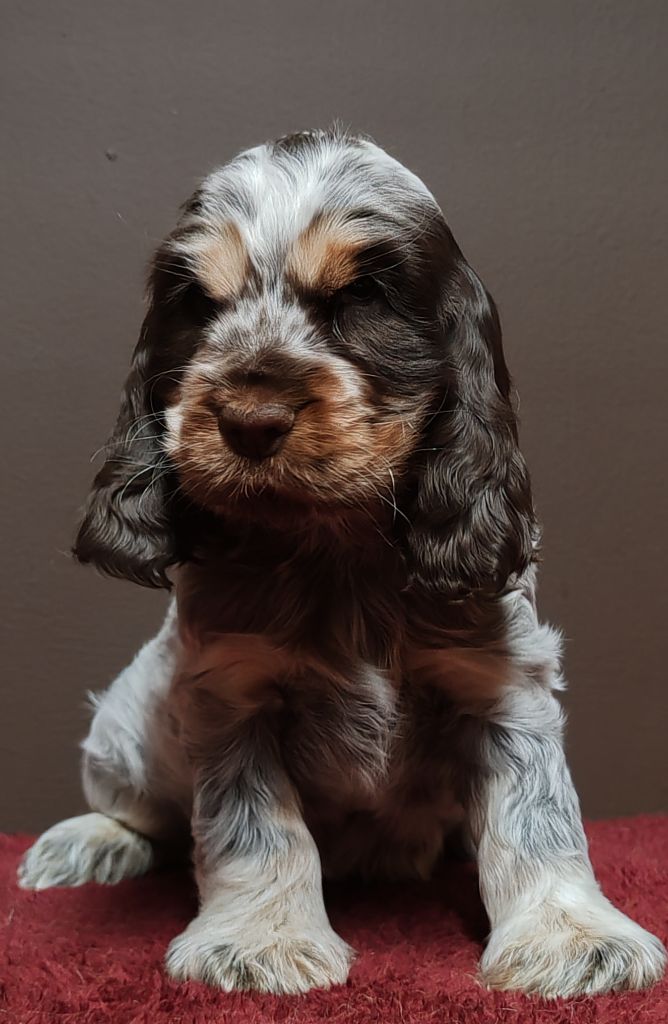 Du Royaume De Lecki - Cocker Spaniel Anglais - Portée née le 22/09/2024