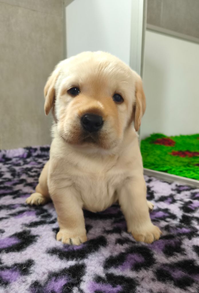 Du Royaume De Lecki - Chiots disponibles - Labrador Retriever