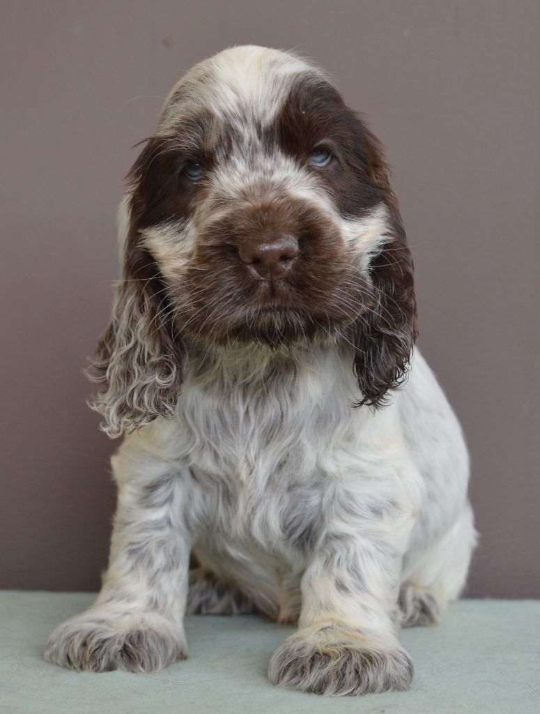 Du Royaume De Lecki - Cocker Spaniel Anglais - Portée née le 16/05/2024