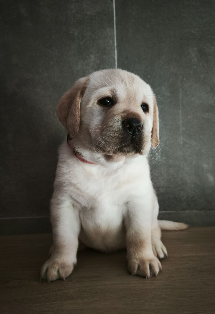 Du Royaume De Lecki - Chiots disponibles - Labrador Retriever