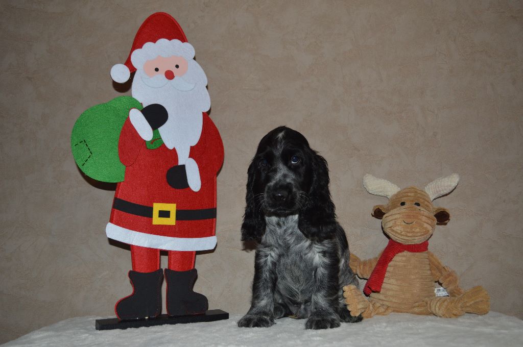 Du Royaume De Lecki - Cocker Spaniel Anglais - Portée née le 12/09/2019