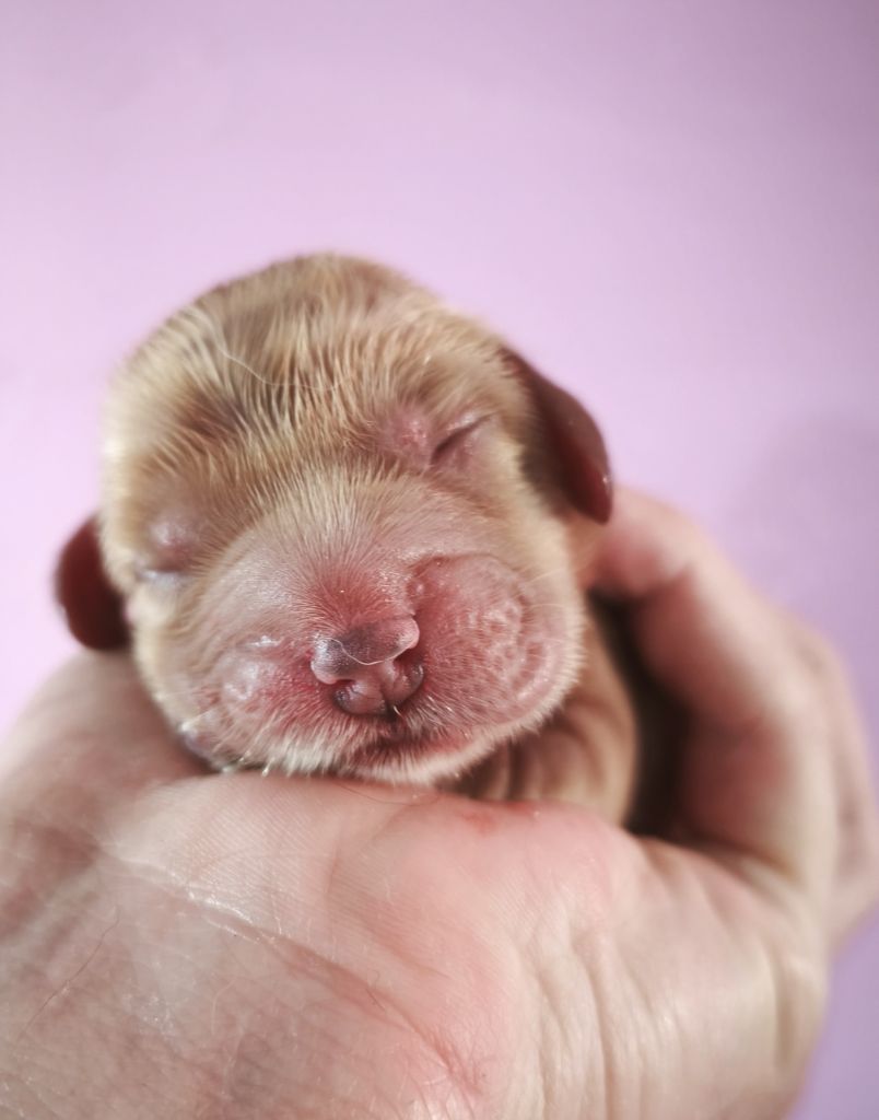 Du Royaume De Lecki - Chiots disponibles - Cocker Spaniel Anglais