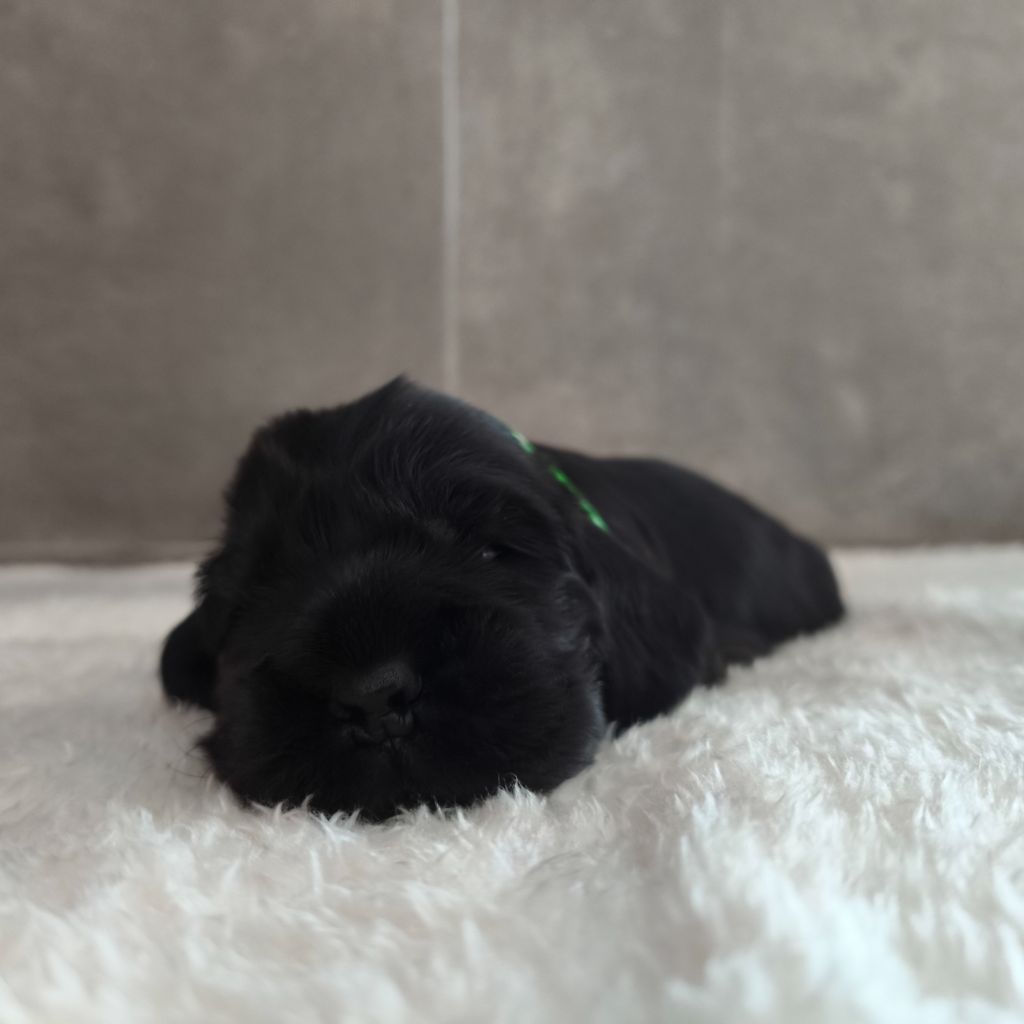 Du Royaume De Lecki - Chiots disponibles - Cocker Spaniel Anglais