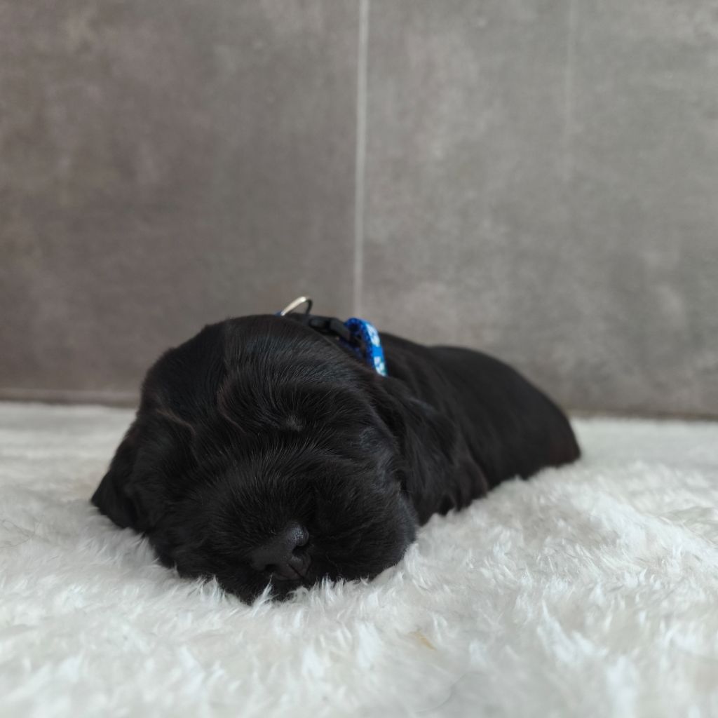 Du Royaume De Lecki - Chiots disponibles - Cocker Spaniel Anglais