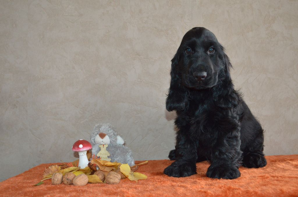 Du Royaume De Lecki - Cocker Spaniel Anglais - Portée née le 05/07/2019