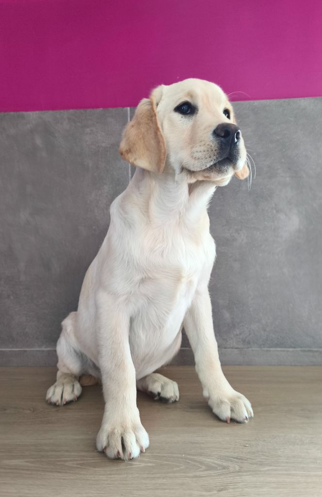 Du Royaume De Lecki - Chiots disponibles - Labrador Retriever