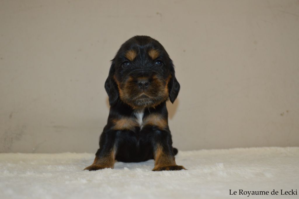 Du Royaume De Lecki - Cocker Spaniel Anglais - Portée née le 10/06/2020
